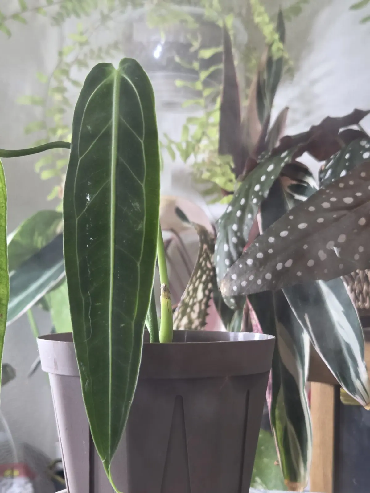 アンスリウム　ワロクアナム