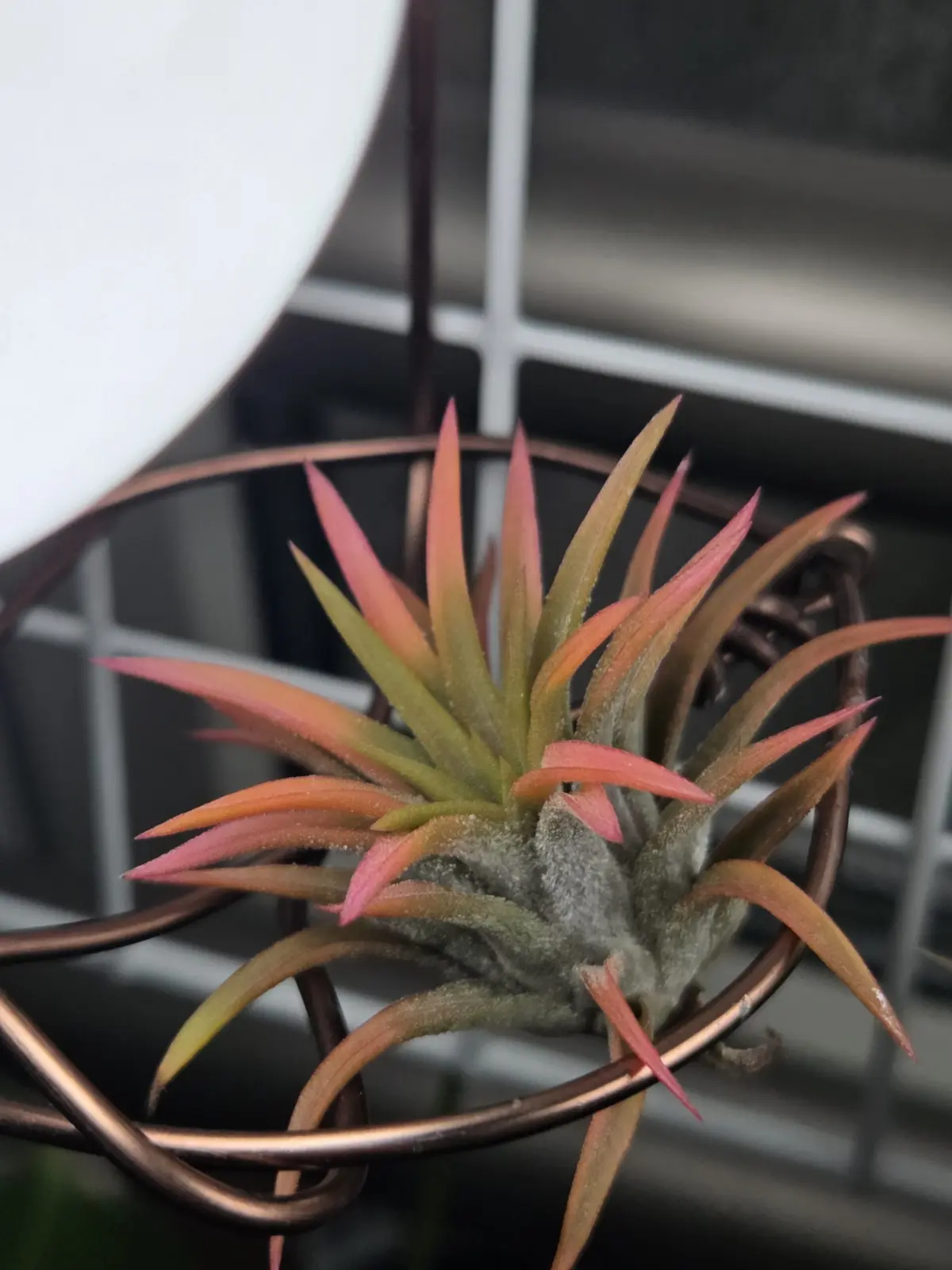 ティランジア　　イオナンタ　オールウェイズピンク