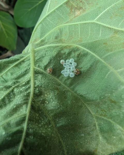 フィカス　エベレスト　害虫　キマダラカメムシ？