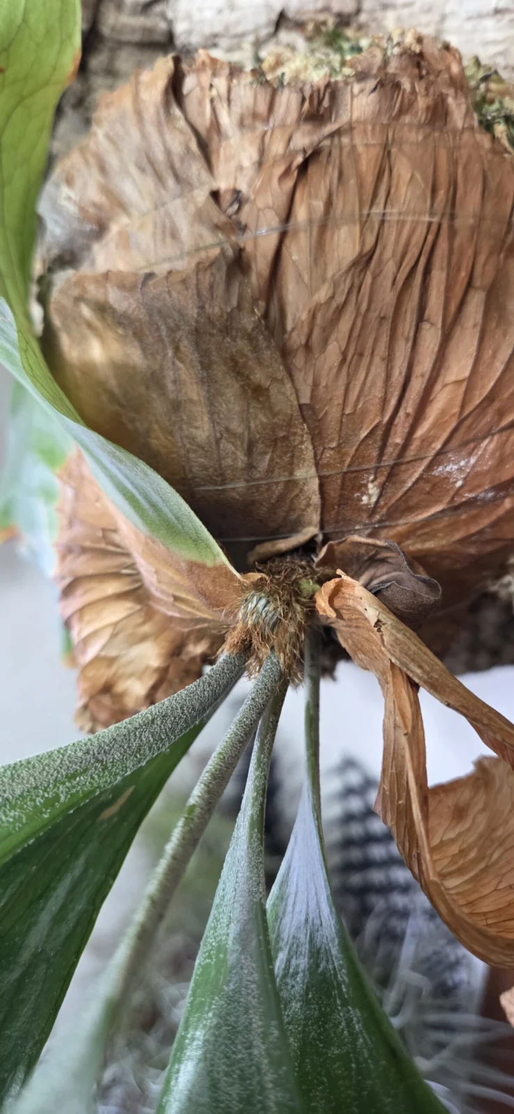 ビカクシダ　アルテシマ