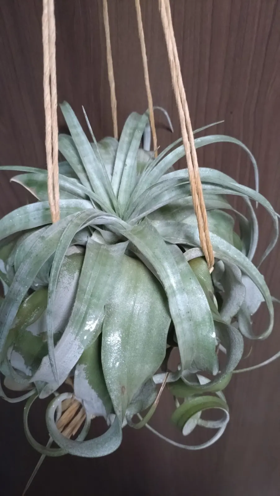 ティランジア キセログラフィカ