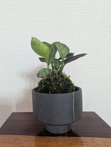 クテナンテ　ブルレーマルクシー