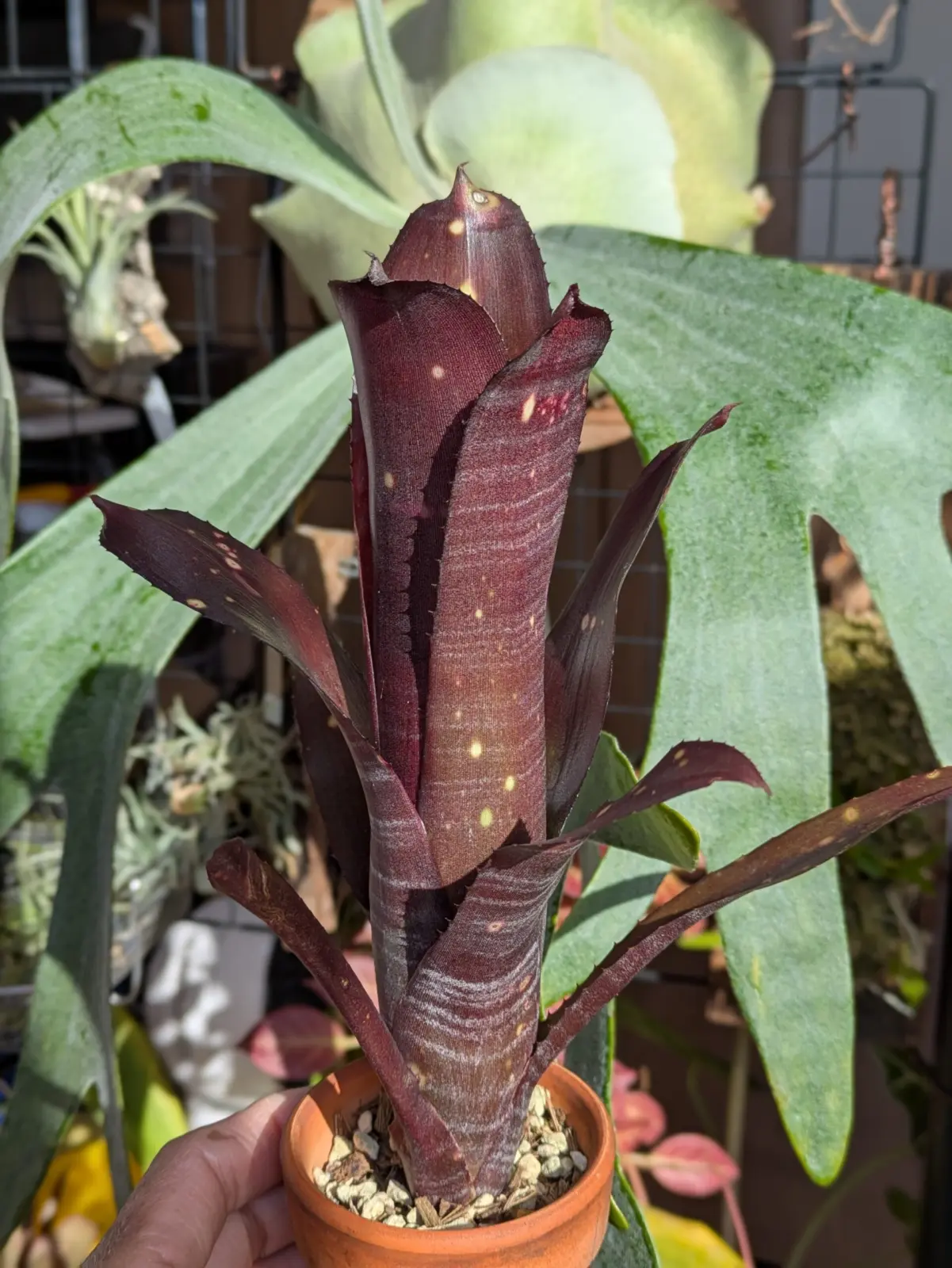 ビルベルギア　ハレルヤ×ダースベイダー　実生の子株