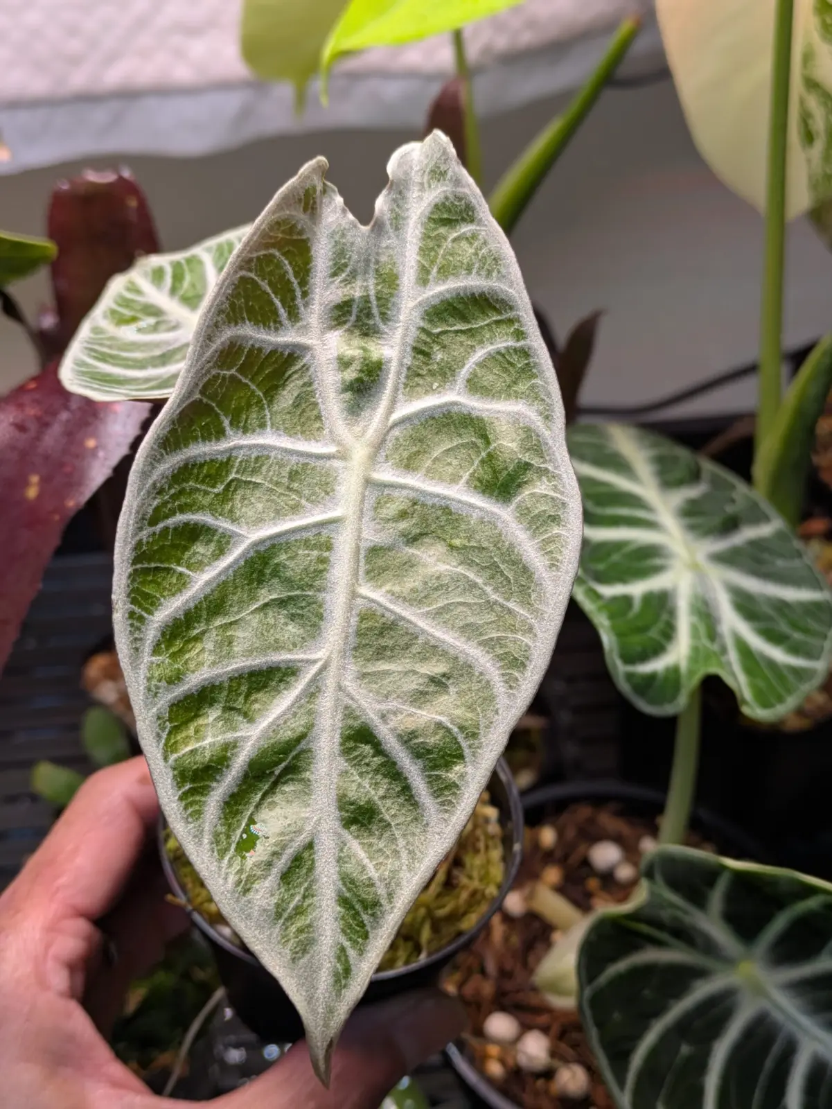 アロカシア　ワトソニアナ　ライトニング