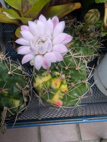 サボテン ギムノカリキウム 100均 開花