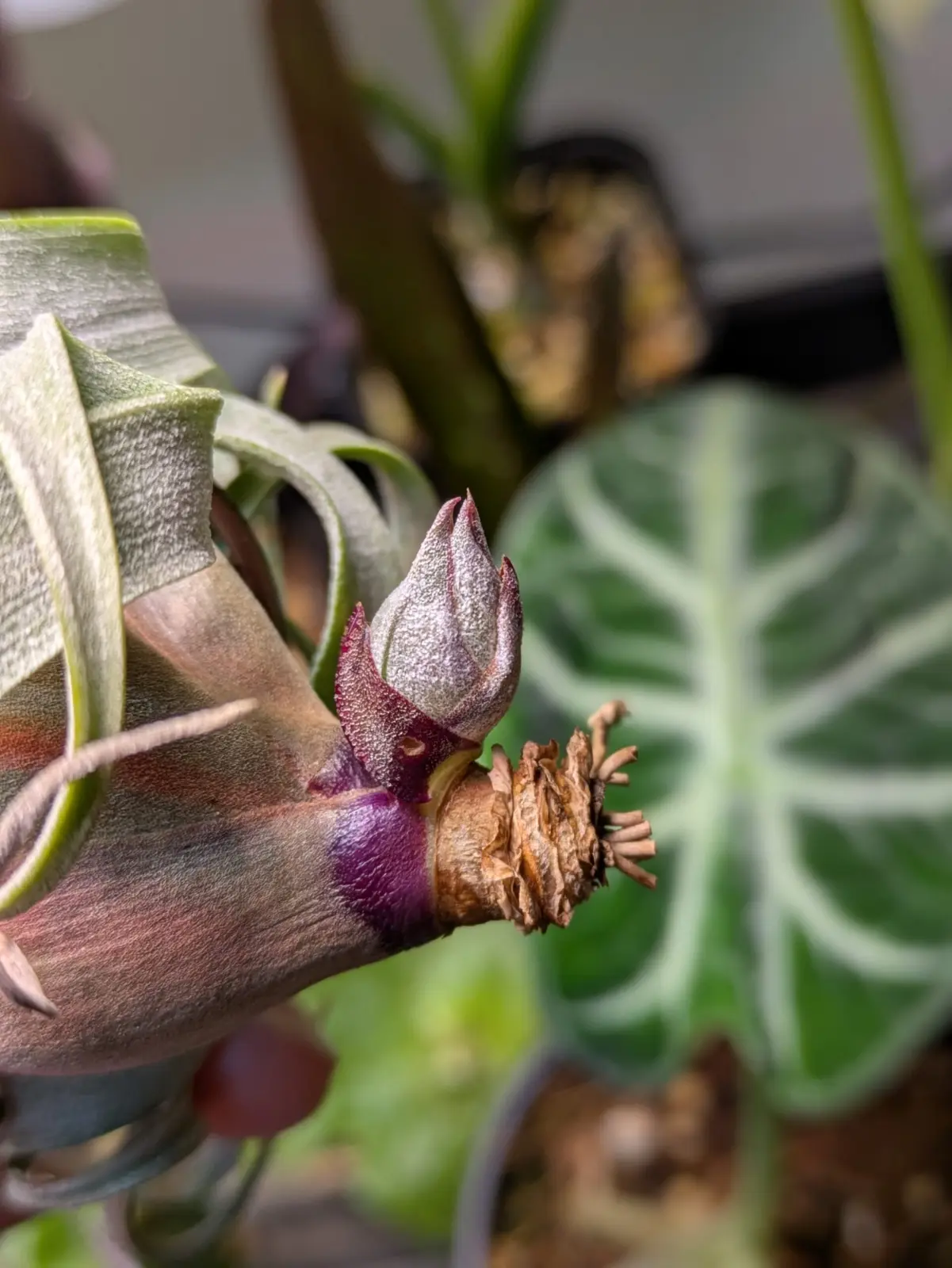 ティランジア ストレプトフィラ 子株