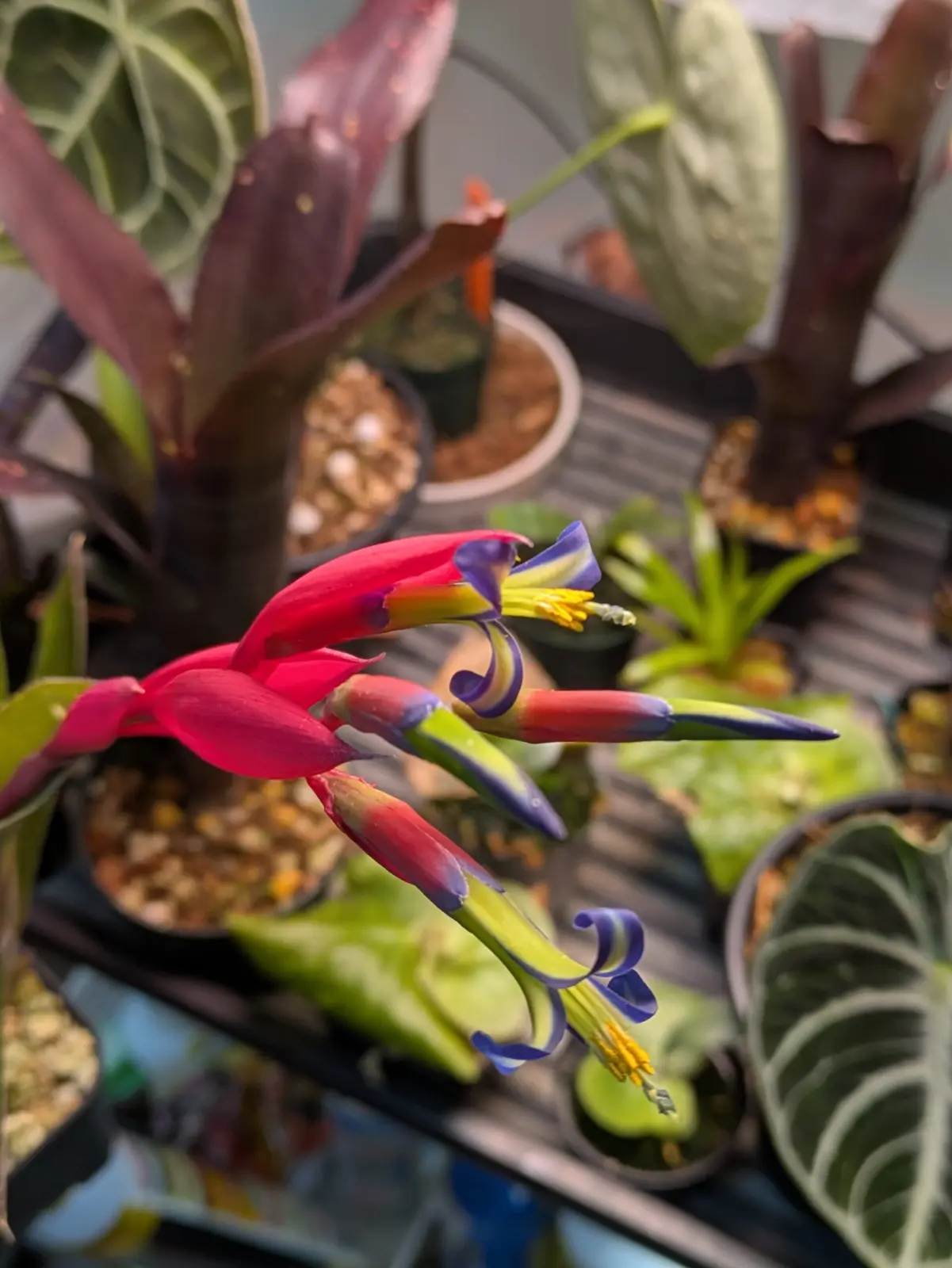 ビルベルギア アモエナ 花 開花