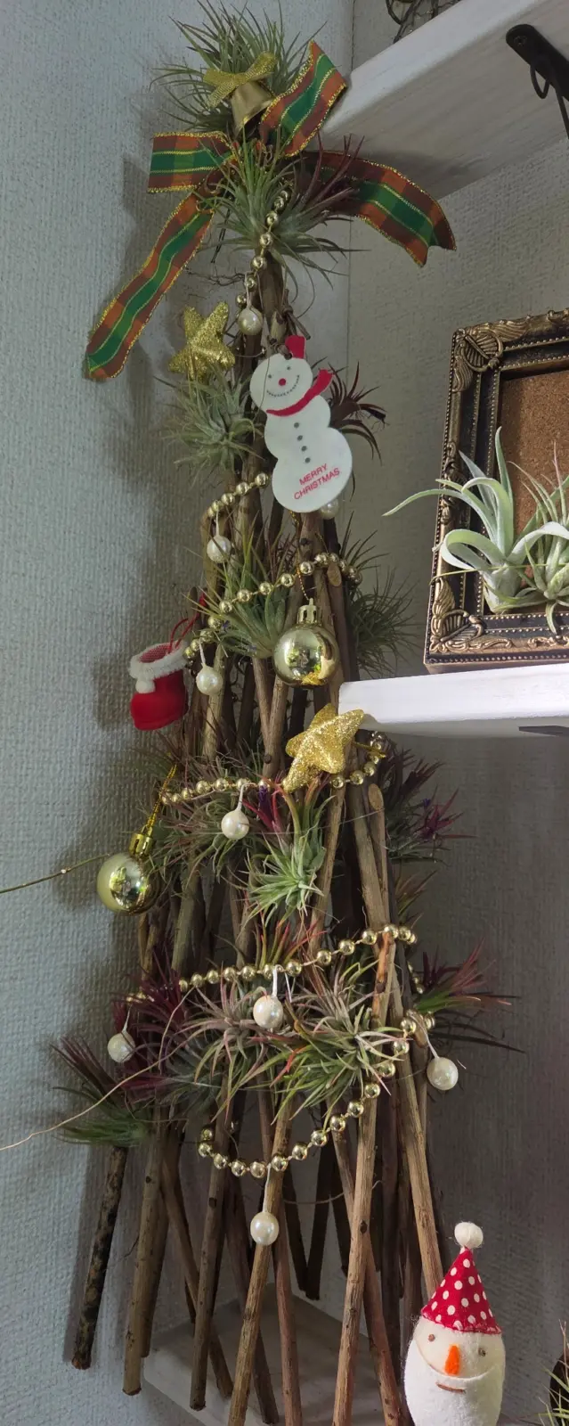 ティランジア　イオナンタ　フエゴ　クリスマスツリー