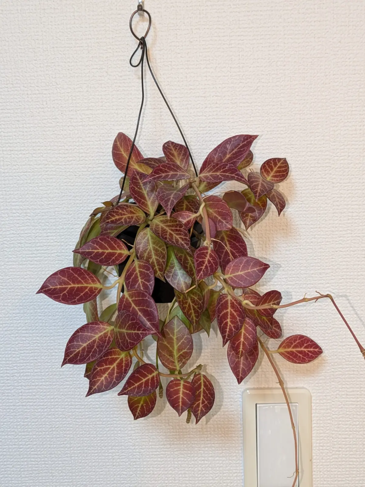 ホヤ オブスクラ 紅葉