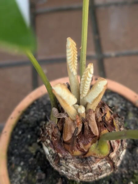 ザミア　フロリダーナ　新芽