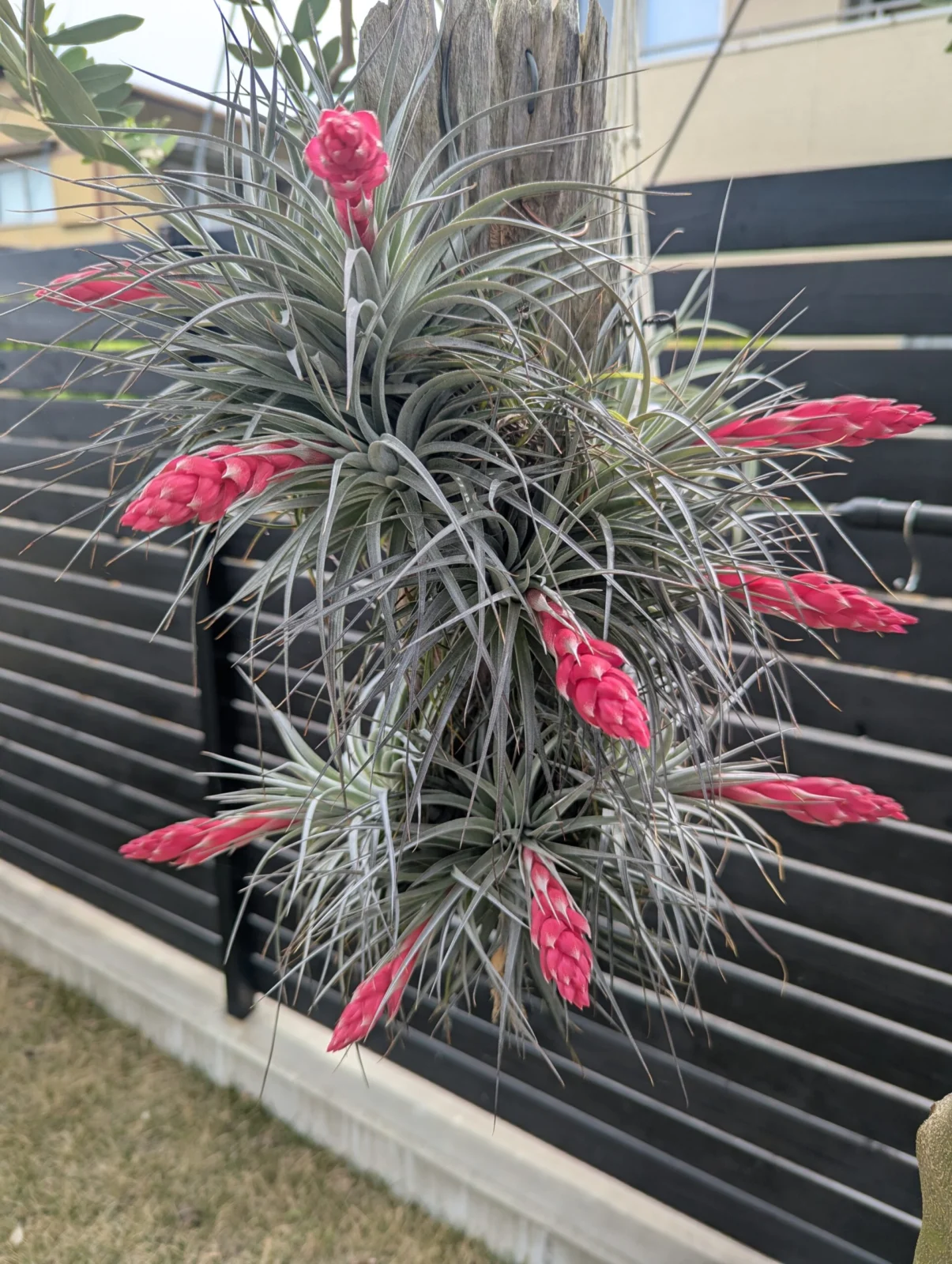 ティランジア　コットンキャンディ