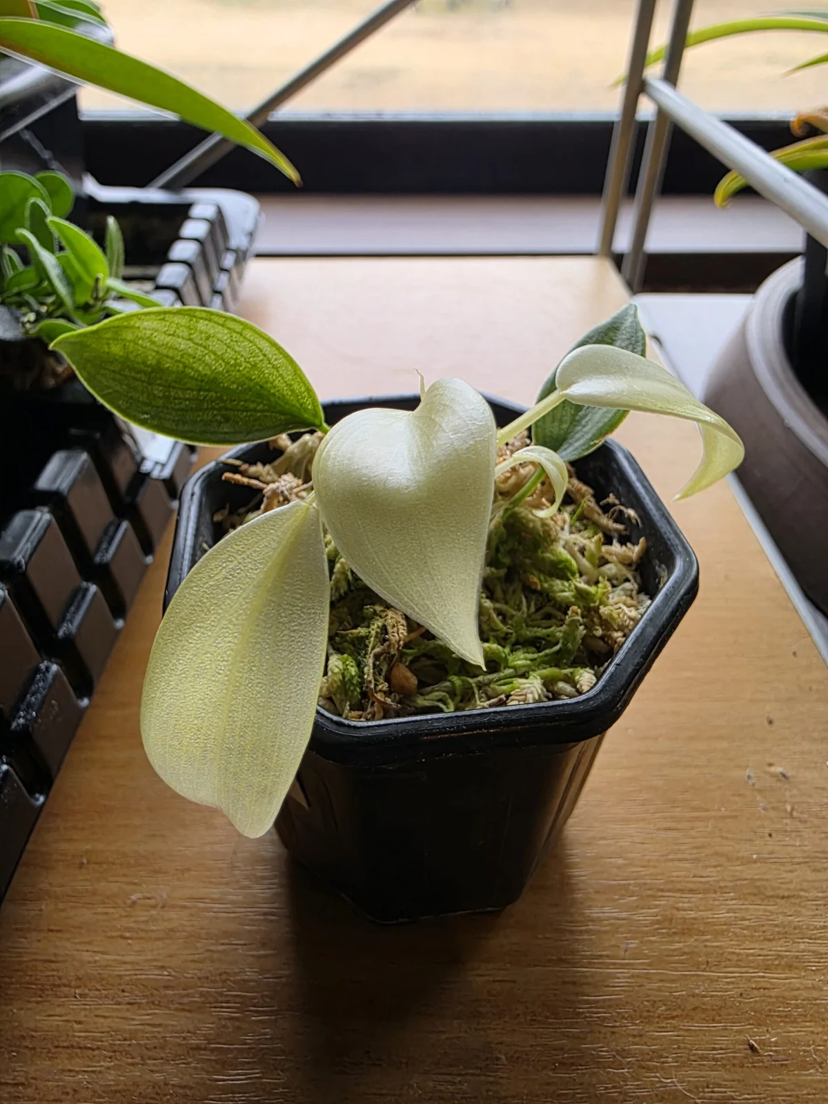 フィロデンドロン フロリダビューティー