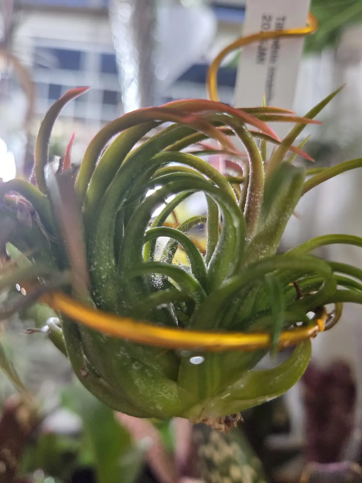 ティランジア　イオナンタ　バリエガータ　ハダニ？