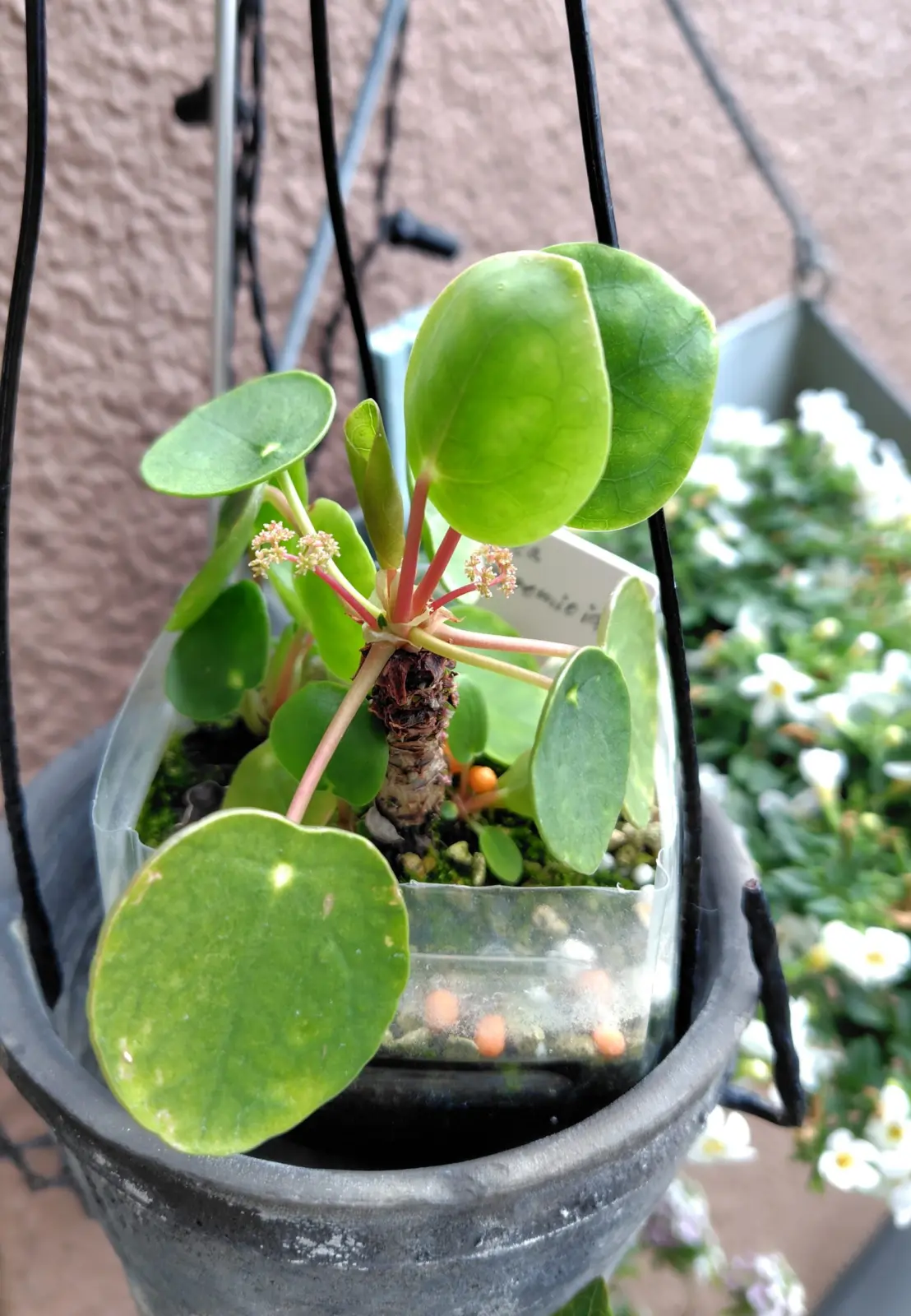 ピレア　ペペロミオイデス　花