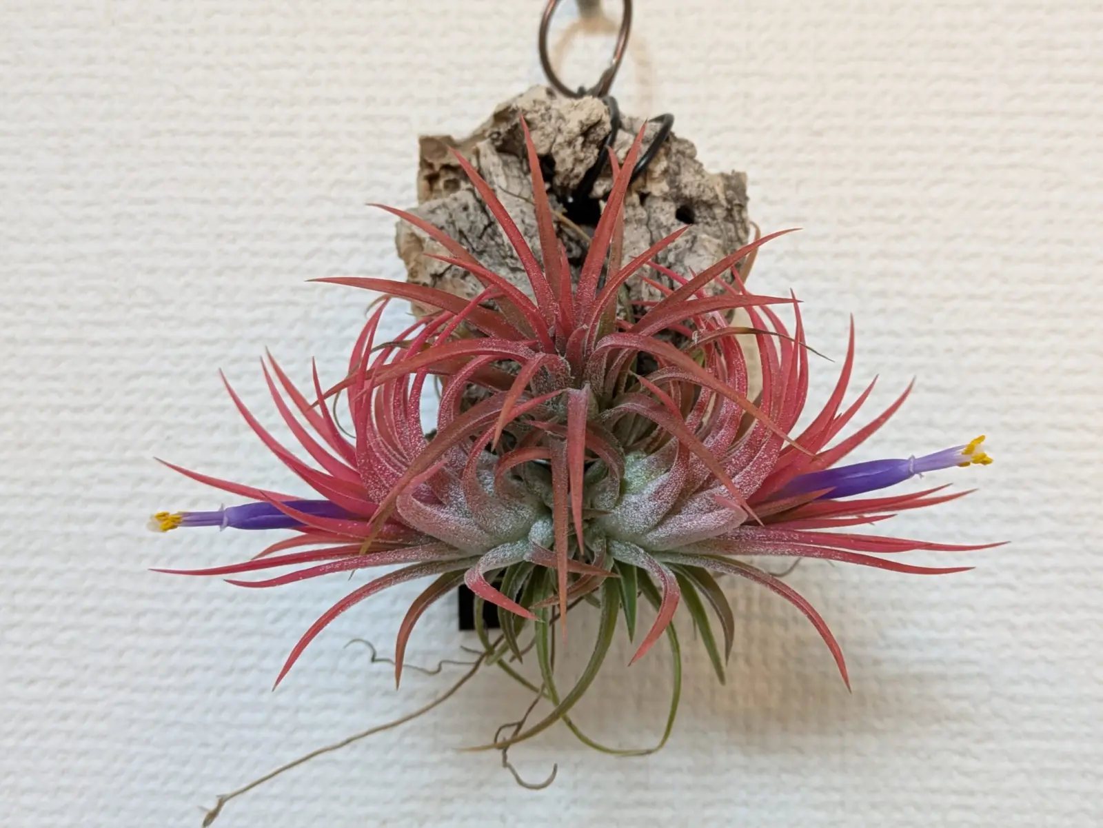 ティランジア イオナンタ バリエガータ