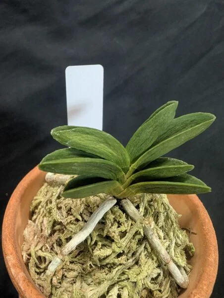 フウラン 富貴蘭 青牡丹