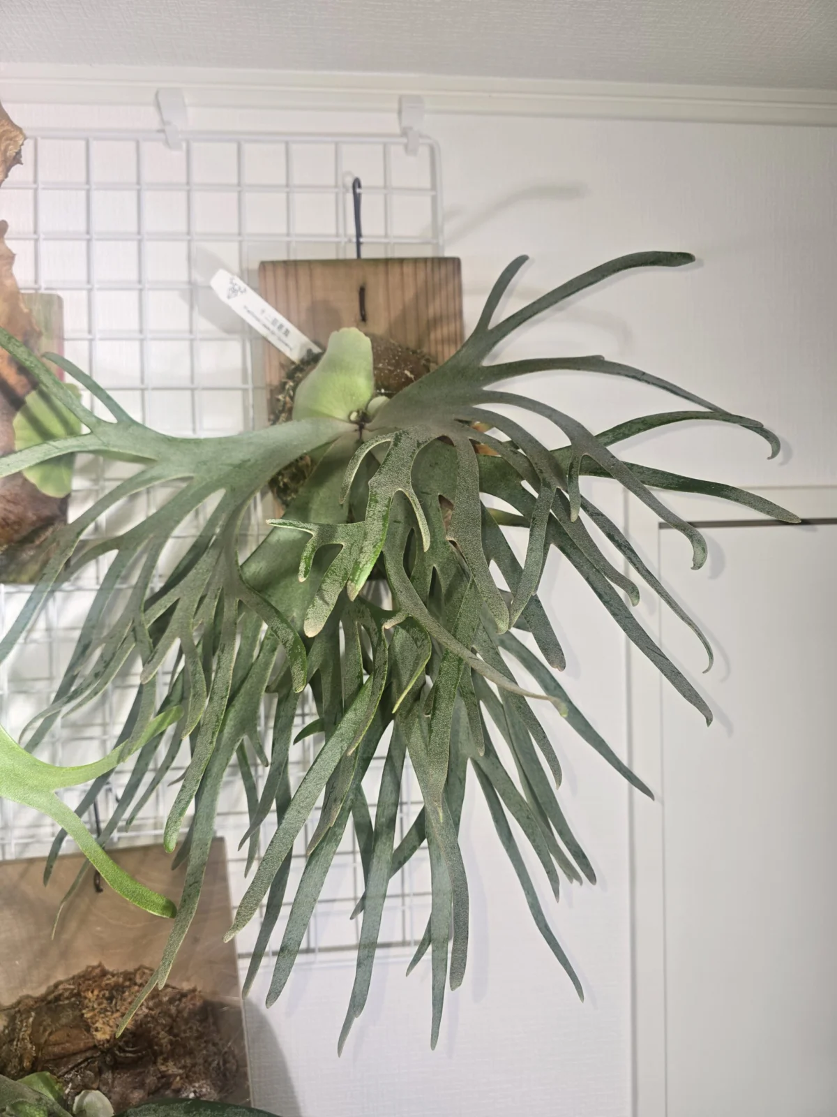 ビカクシダ、ジェイドガール