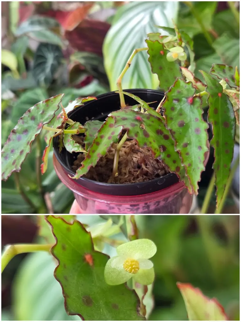 ベゴニア　アンフィオクサス　花