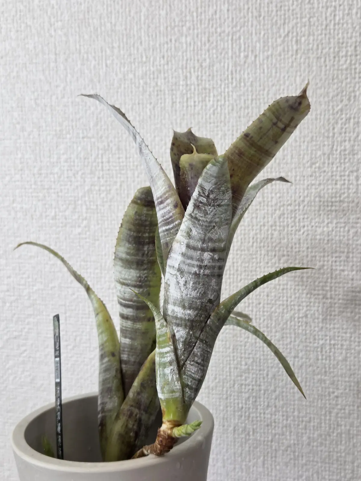 ネオレゲリア　パウシフローラ　白いやつ　粉まみれ