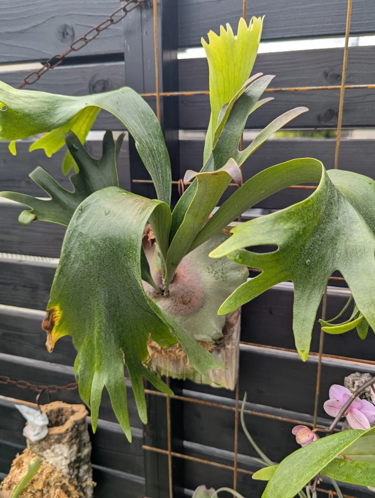 ビカクシダ　のこぎり