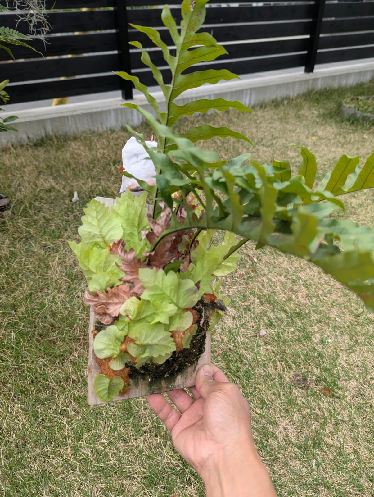 ドリナリア　ルーシー