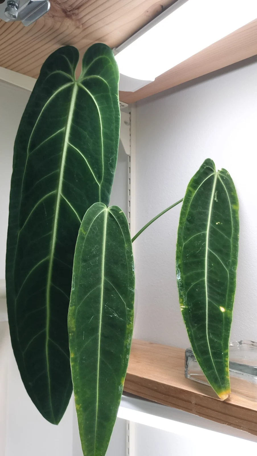 アンスリウム ワロクアナム