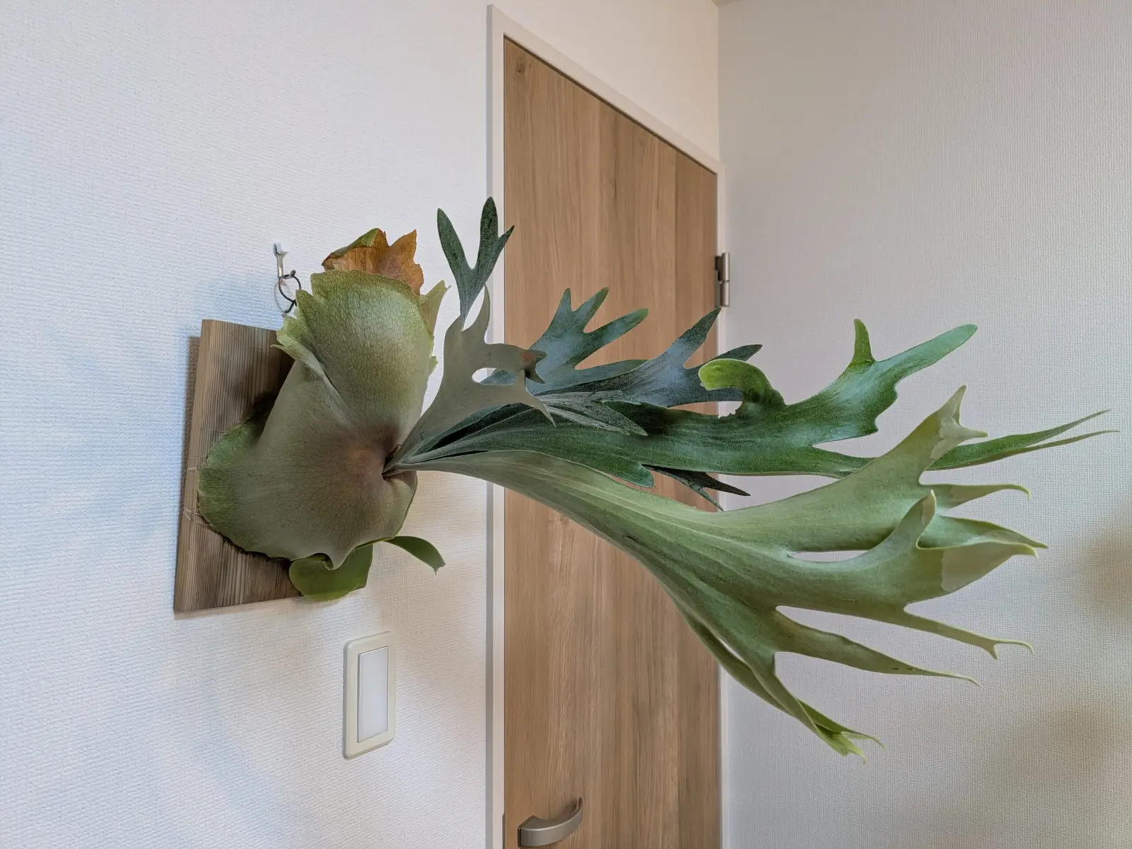 ビカクシダ ネザーランド