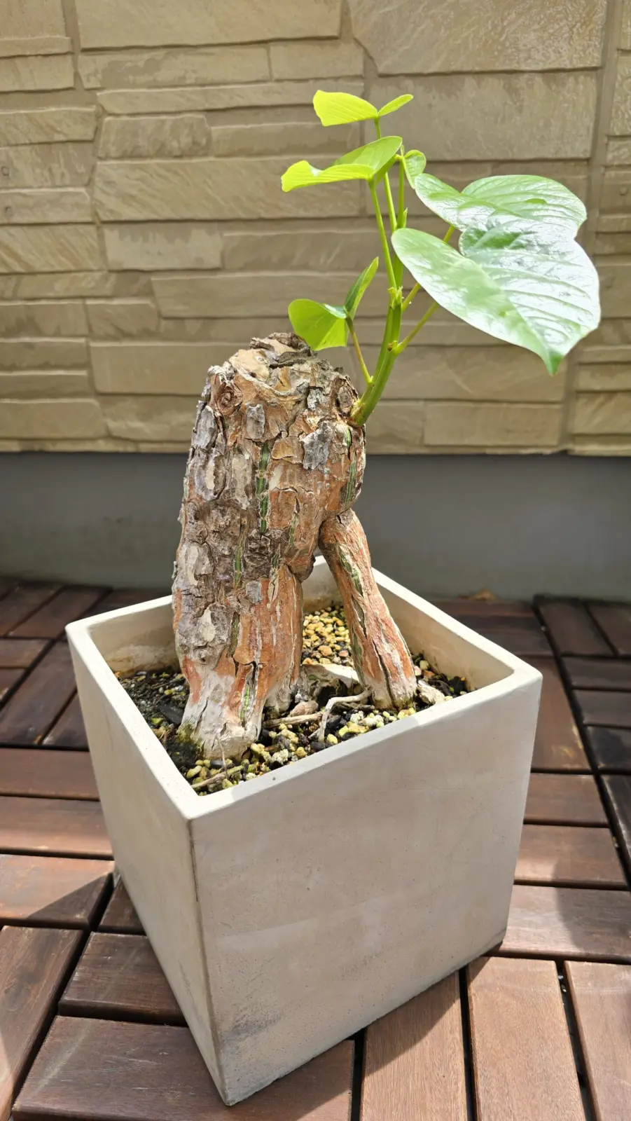 プセウドボンバックス・エリプティクム