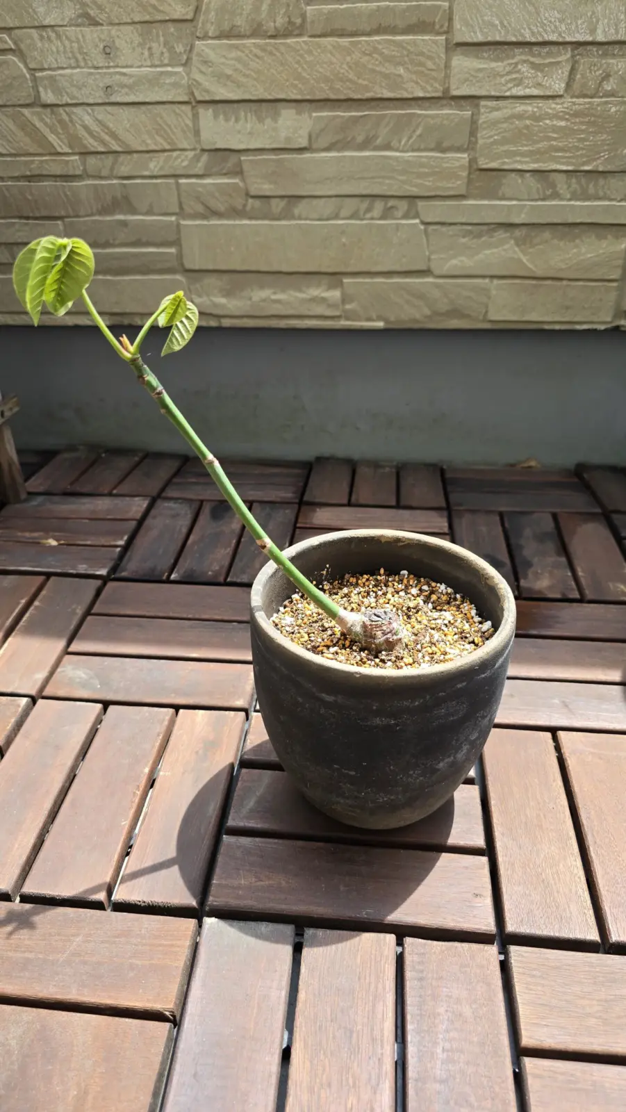 プセウドボンバックス・エリプティクム