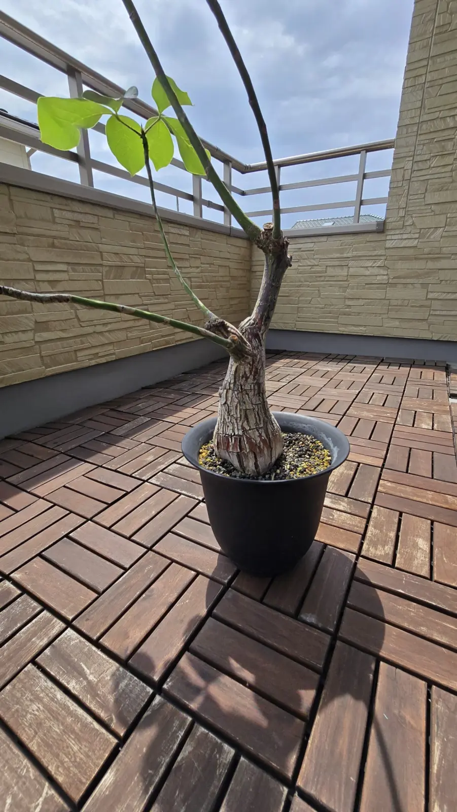 プセウドボンバックス・エリプティクム