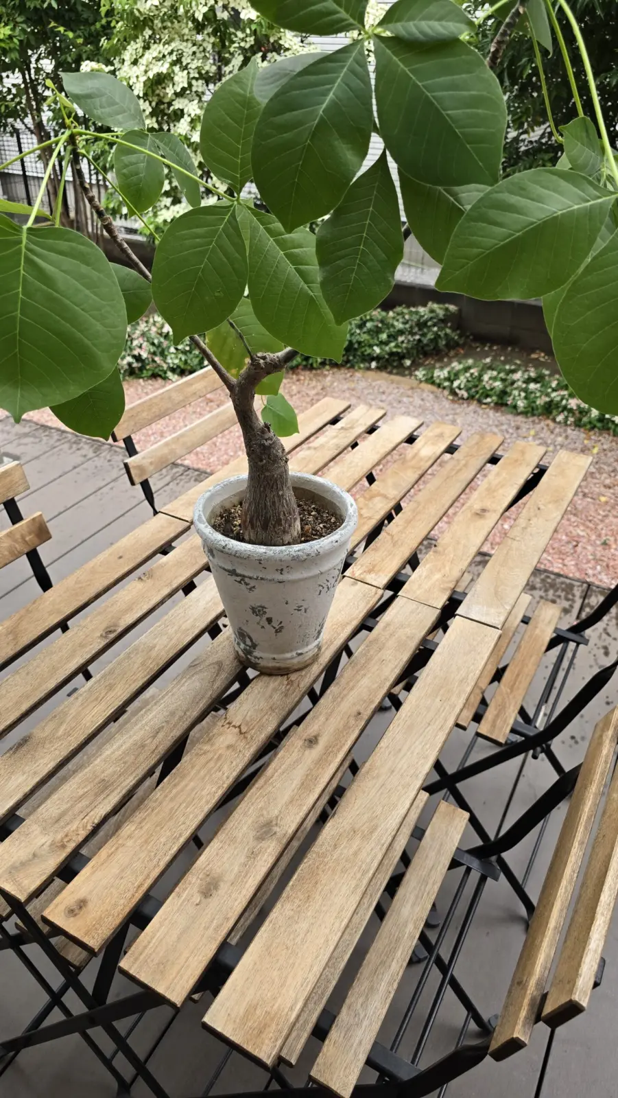 プセウドボンバックス・エリプティクム