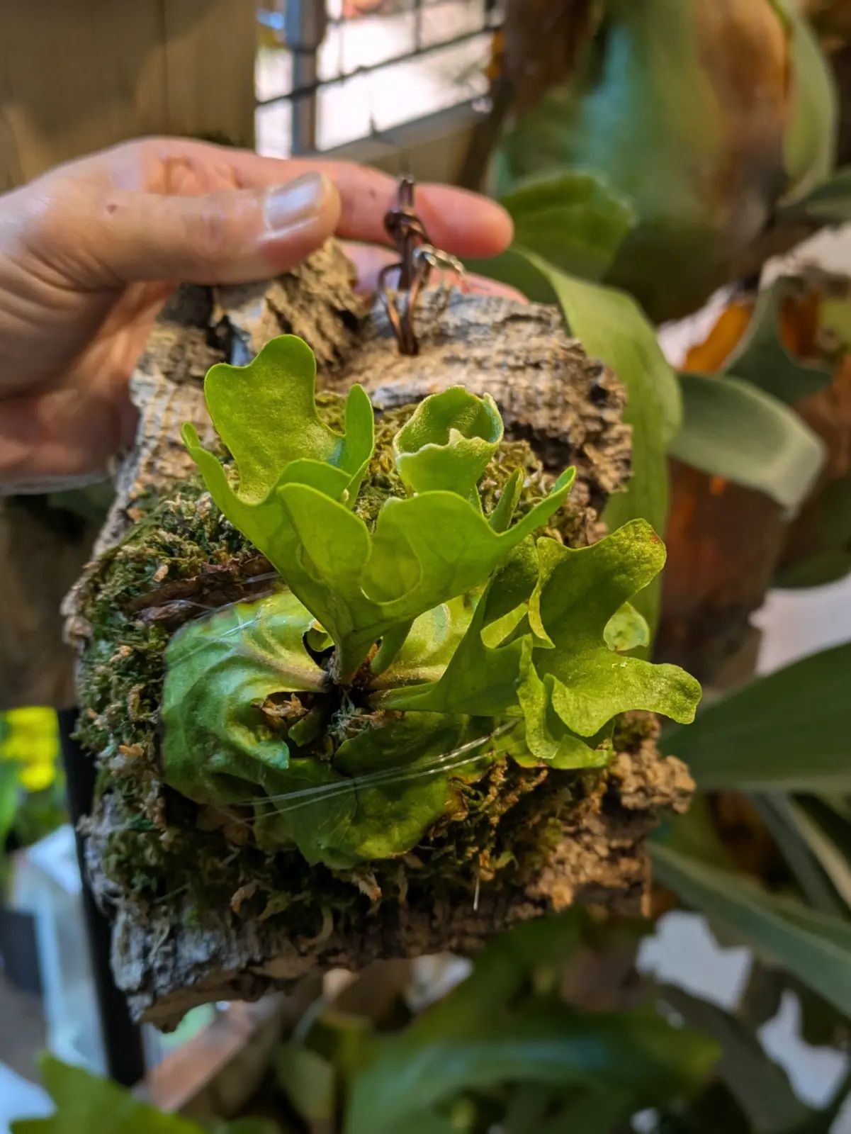 ビカクシダ　リドレイ　ドワーフシルベリー