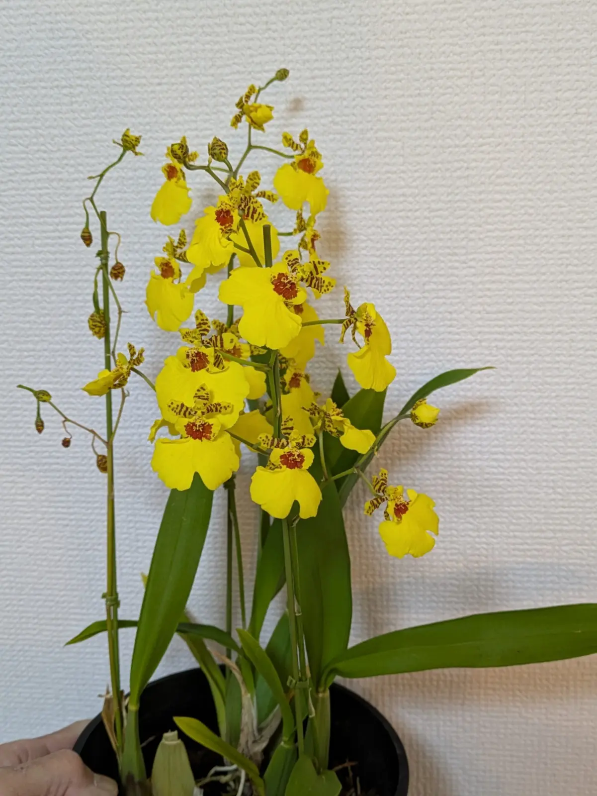 オンシジウム　アロハイワナガ