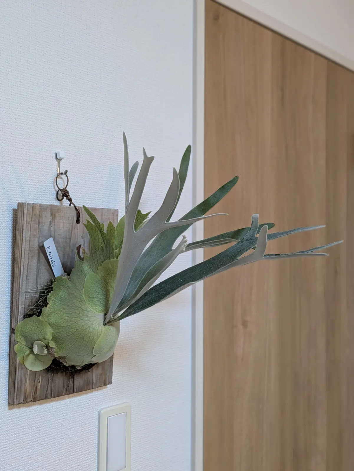 ビカクシダ　ベイチー　ビーチー