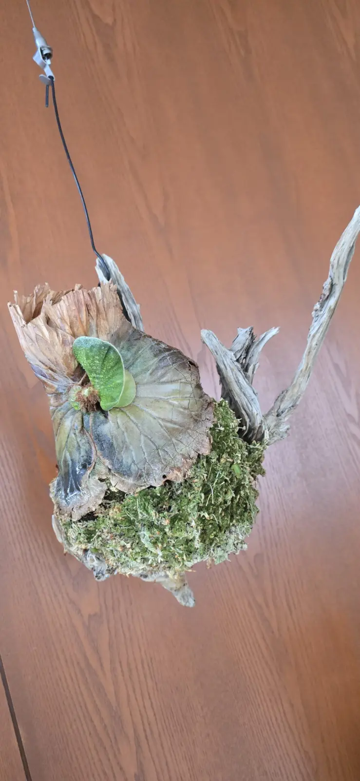 (朽ちかけた)エレファントティス