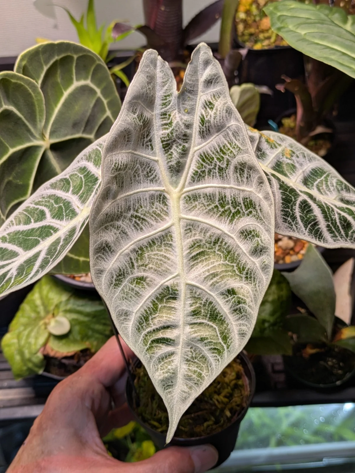 アロカシア　ワトソニアナ　ライトニング