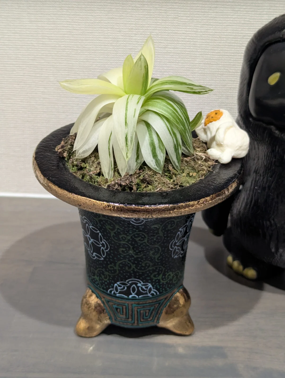 ハオルチア　京の華　錦