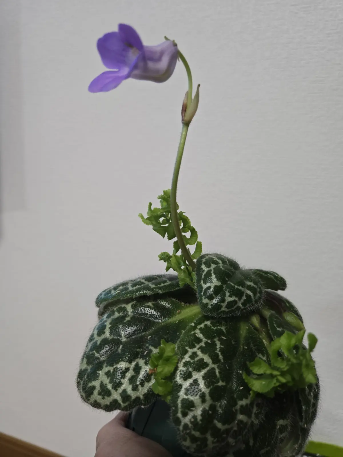 ストレプトカーパス、プリティータートル　花　野良シダ