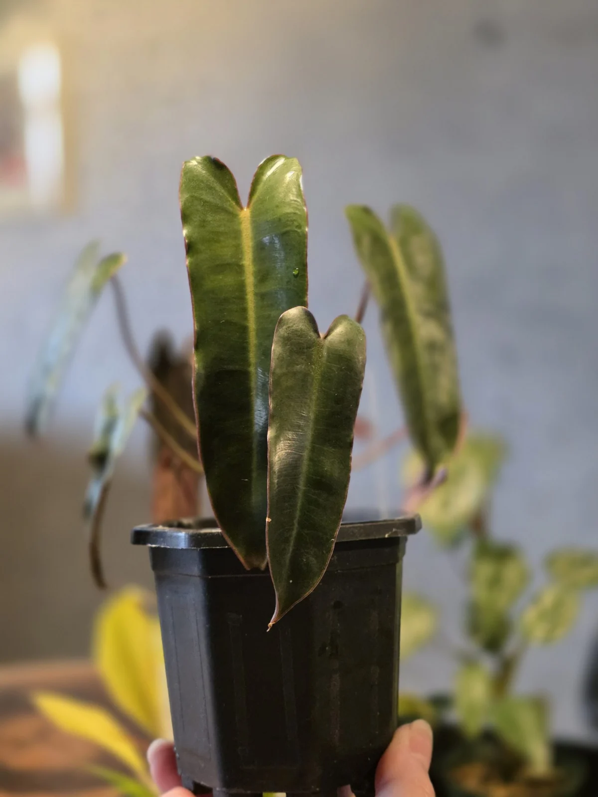 フィロデンドロン ブラックビレティアエ