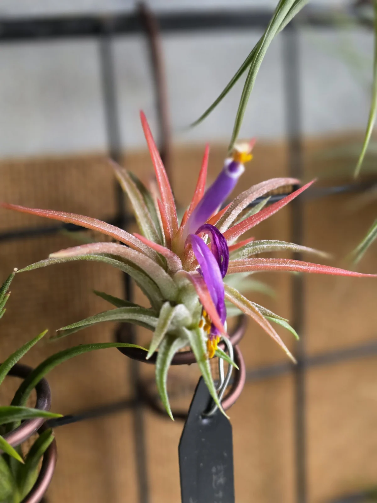 ティランジア イオナンタ