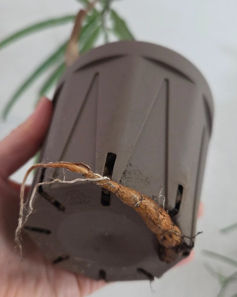 ブラキキトン　ボトルツリー