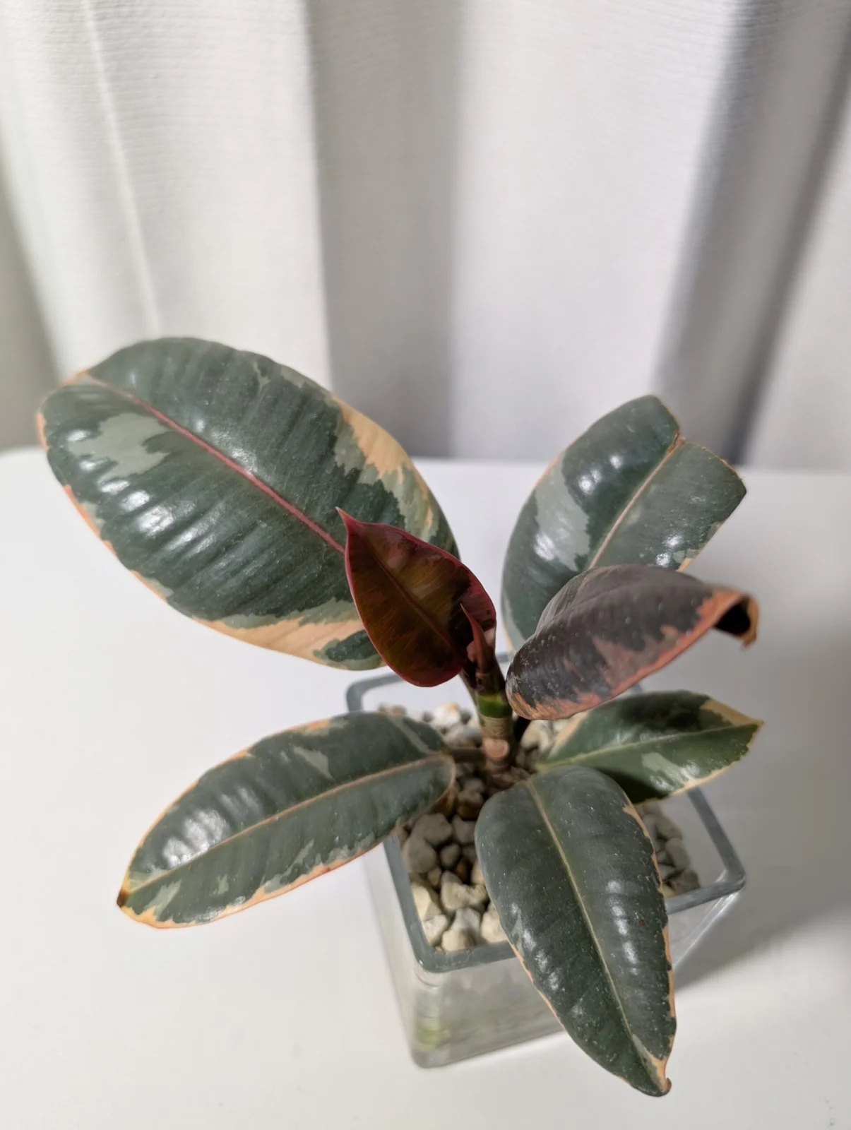 フィカスルビー　100均