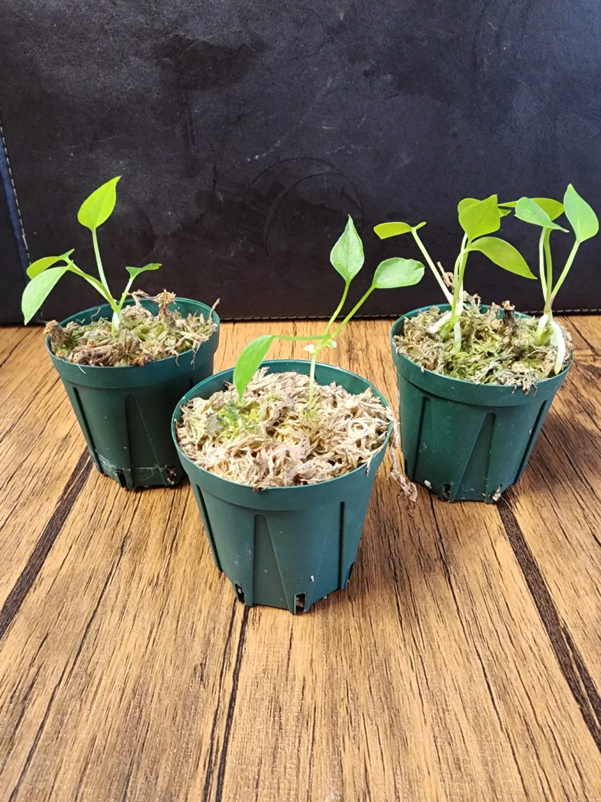 アンスリウム　グラシレ　実生