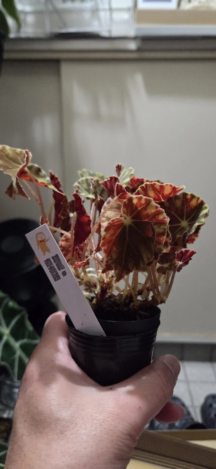 ベゴニア　ニグリカンス