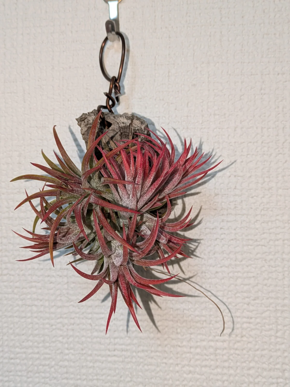 ティランジア　イオナンタ