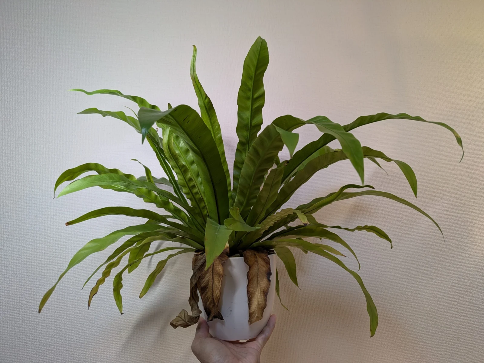 アスプレニウム