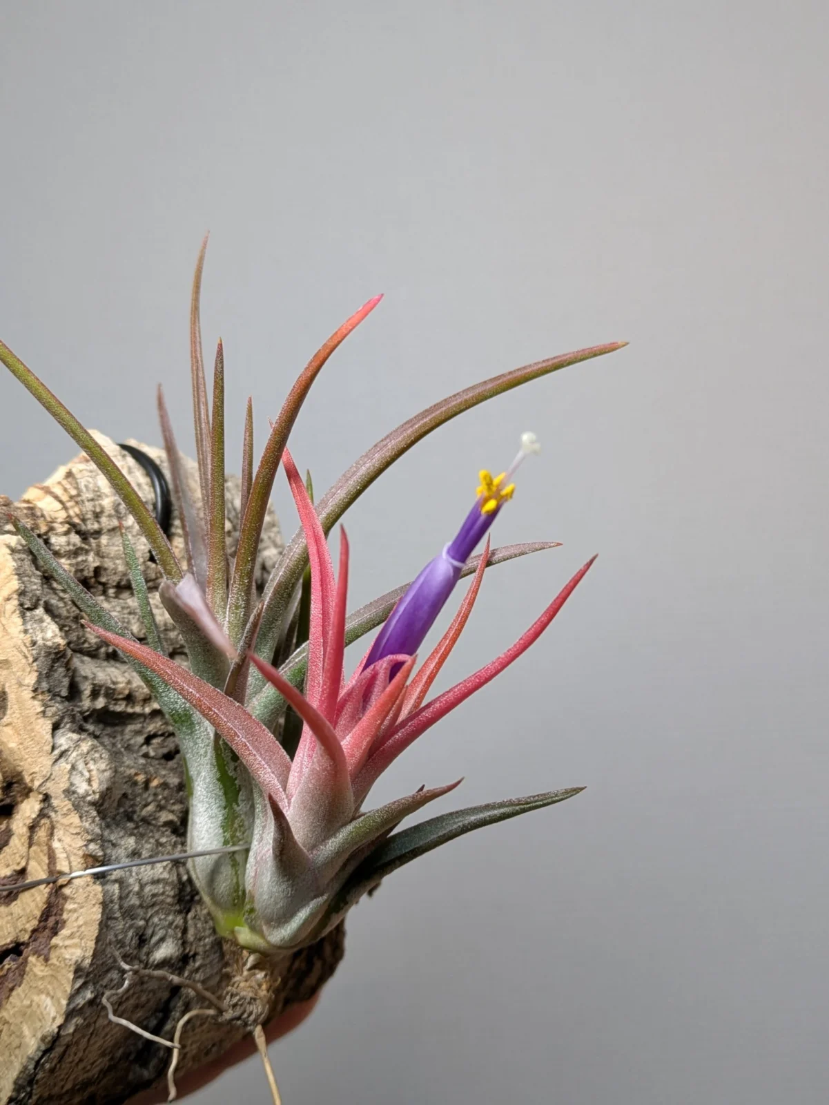 ティランジア　バンハイニンギー×ブルボーサ