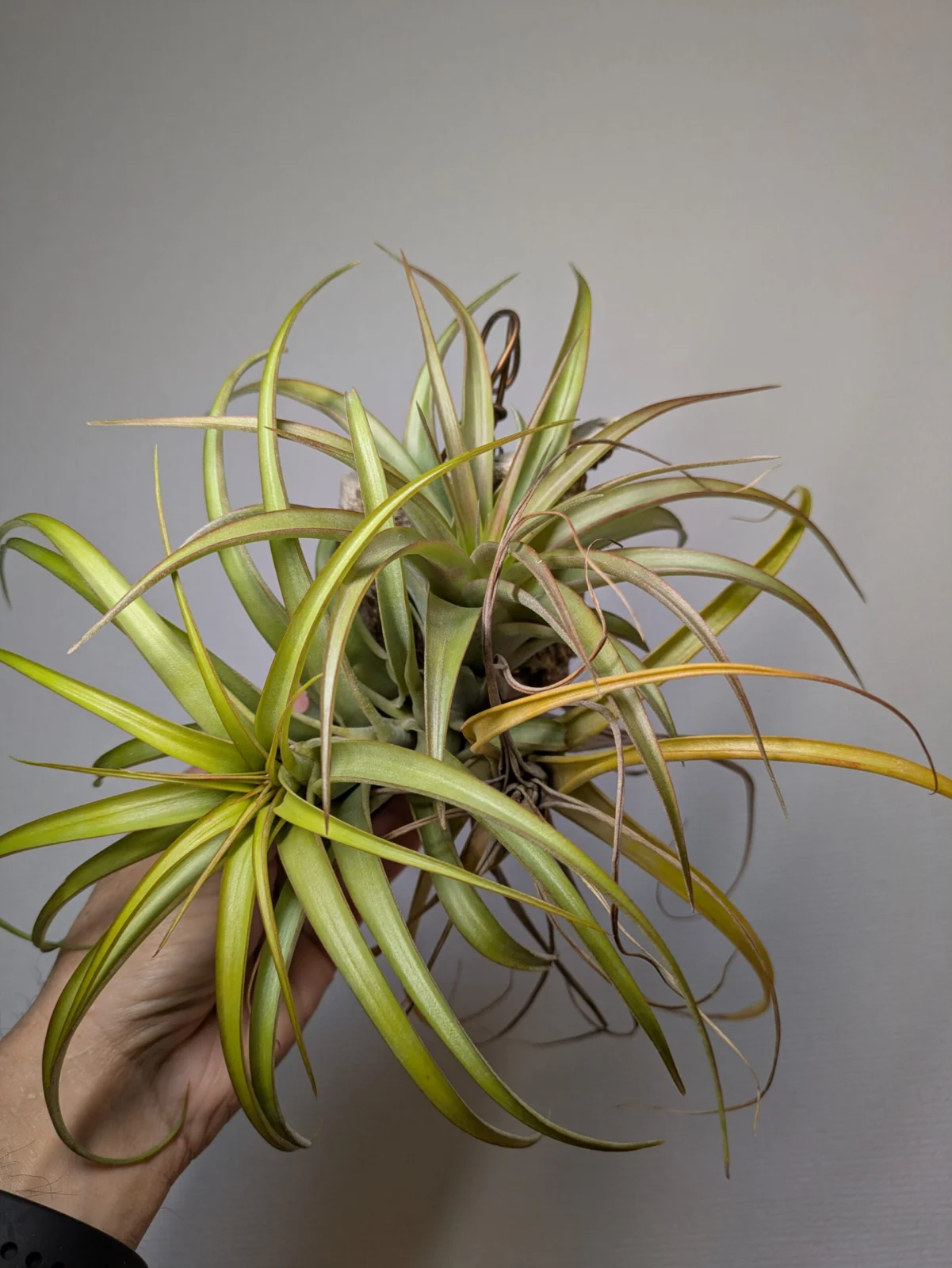 ティランジア　ブラキカウロス