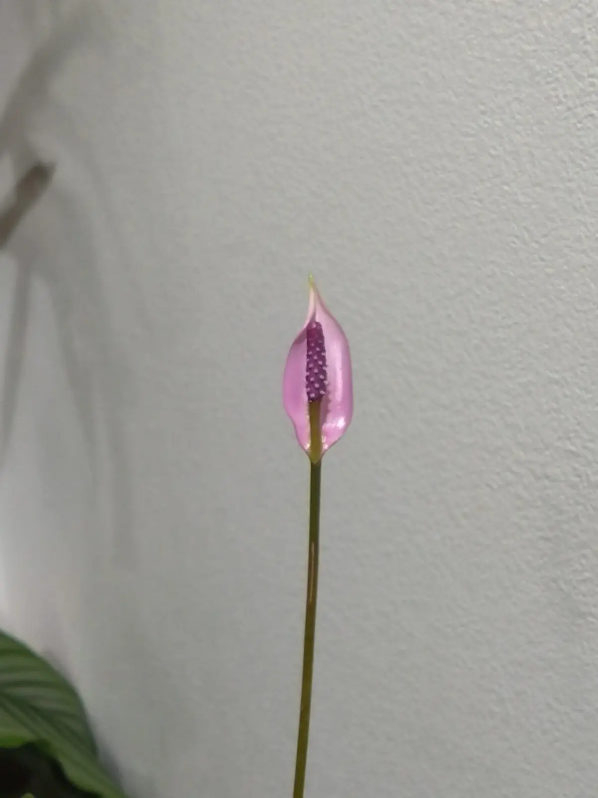 アンスリウム　リラキヌム　開花