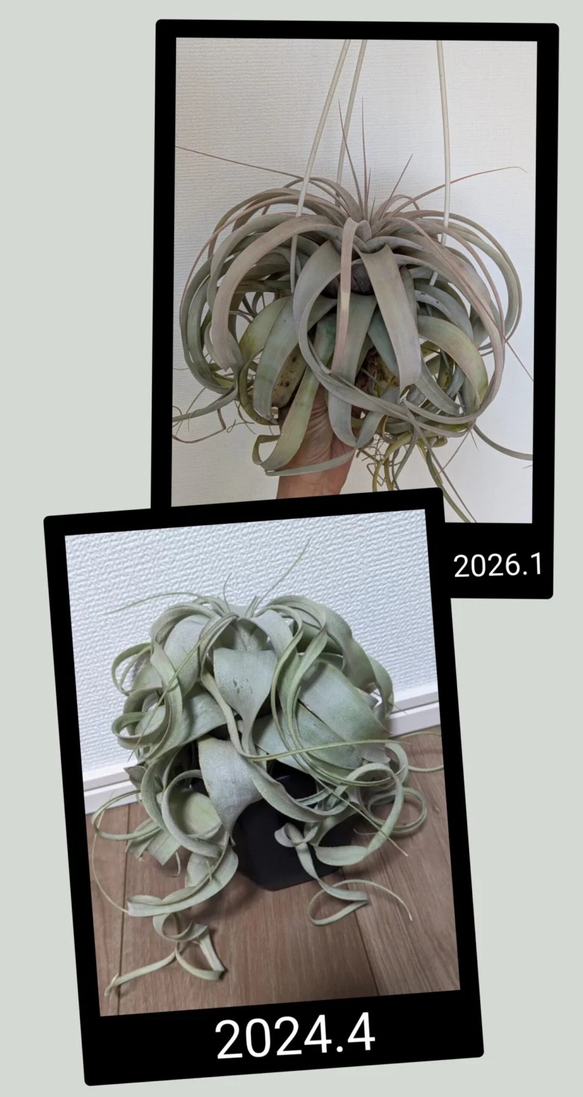 ティランジア キセログラフィカ